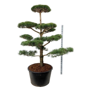 Pinus sylvestris