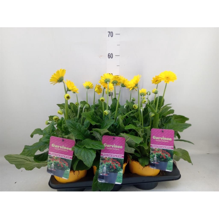 <h4>Gerbera 'Garvinea Sweet Smile'</h4>