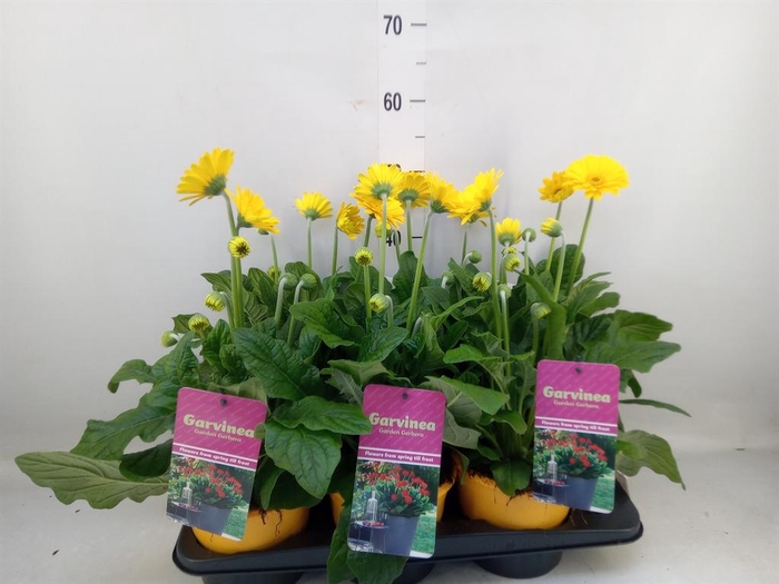 <h4>Gerbera  'Garvinea Sweet Smile'</h4>