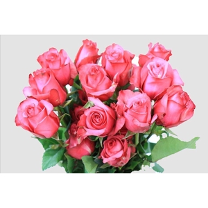 Rosa ec lola