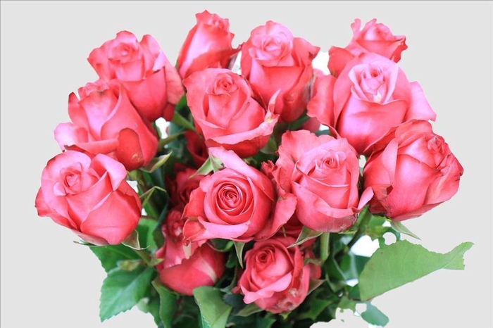 <h4>Rosa ec lola</h4>