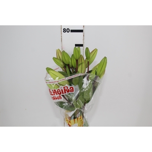 LIRIO RICHMOND(R) 080 CM HT 2/3 FLS