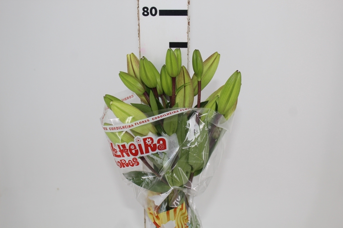 <h4>LIRIO RICHMOND(R) 080 CM HT 2/3 FLS</h4>