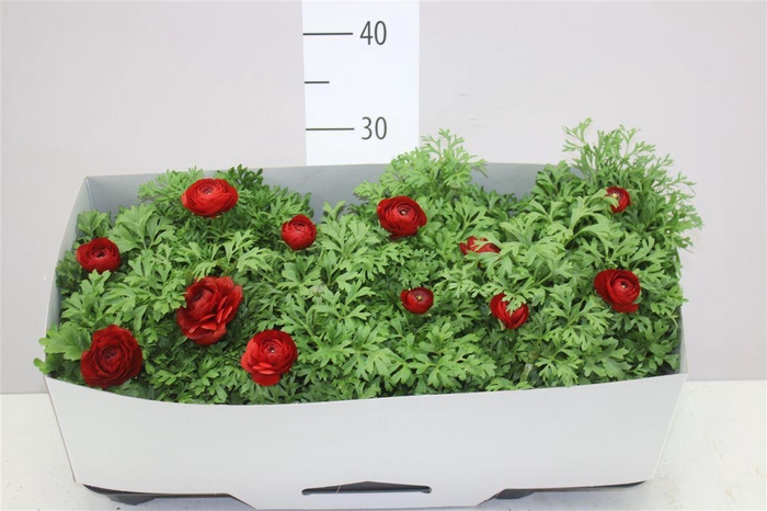 <h4>Ranunculus Sprink Red</h4>