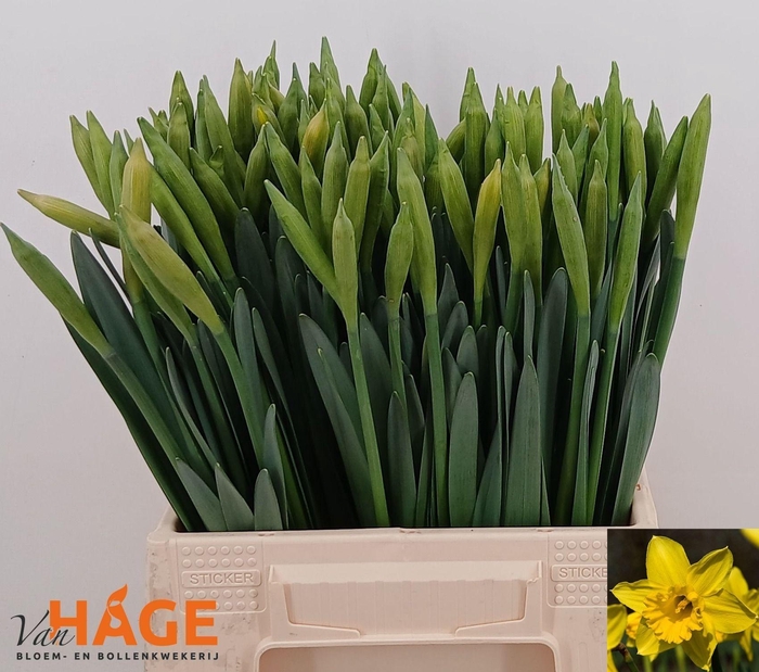 <h4>NARC T DUTCH MASTER</h4>