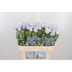 Campanula Cham Lavender
