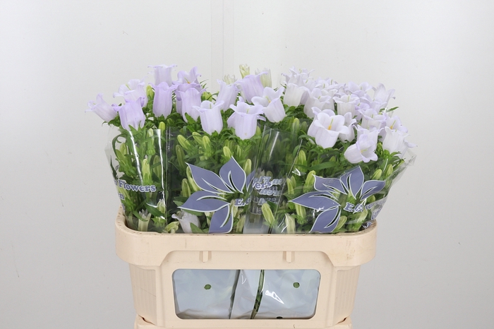 <h4>Campanula Cham Lavender</h4>