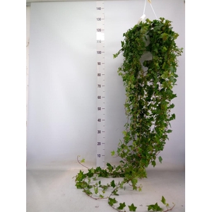 Hedera helix 'Pittsburgh'