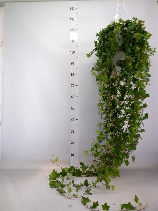 <h4>Hedera helix 'Pittsburgh'</h4>