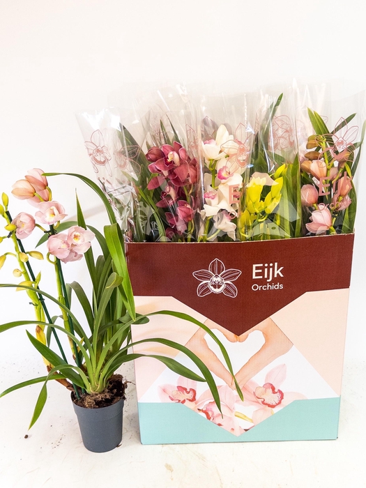 <h4>CYMB GEMENGD</h4>