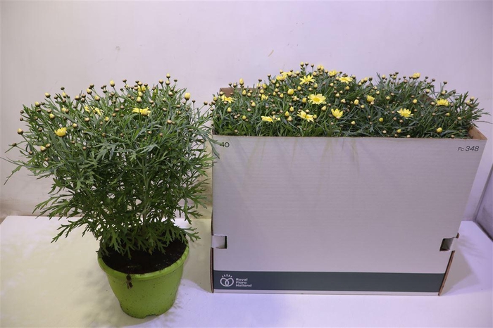 <h4>Arg Ov Yellow</h4>