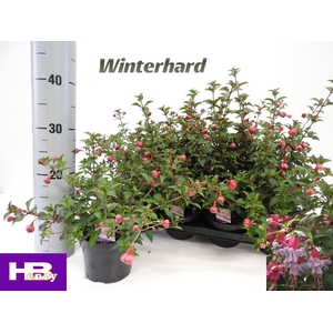 FUCHSIA HEIDI ANN