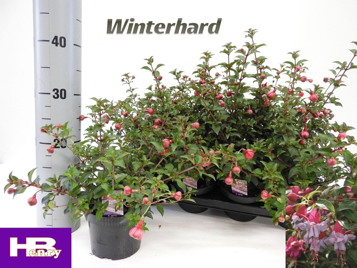 <h4>FUCHSIA HEIDI ANN</h4>