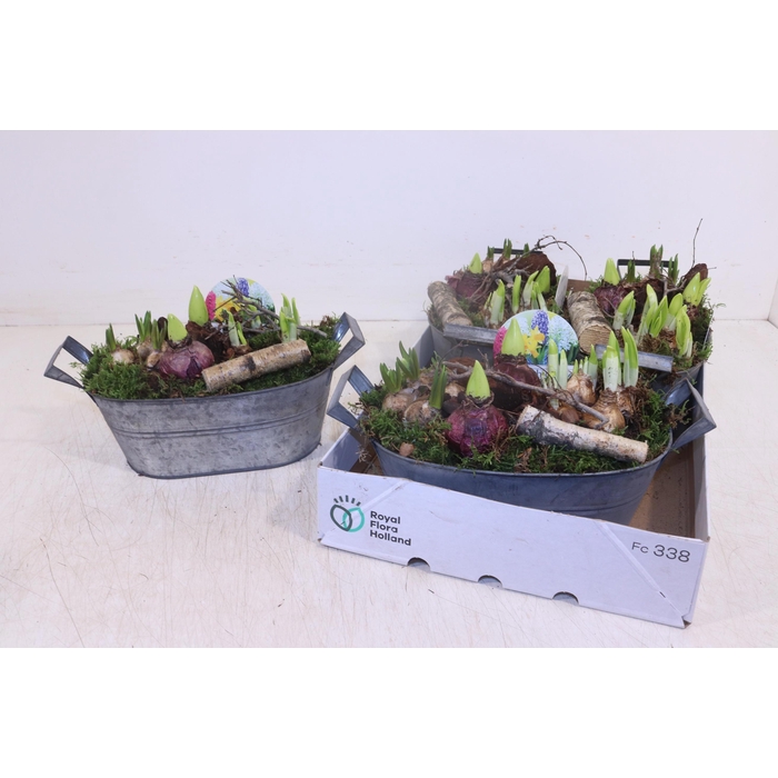 <h4>ARR BOL KNOLGEWAS</h4>