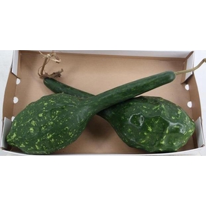 CUCURBITA OV