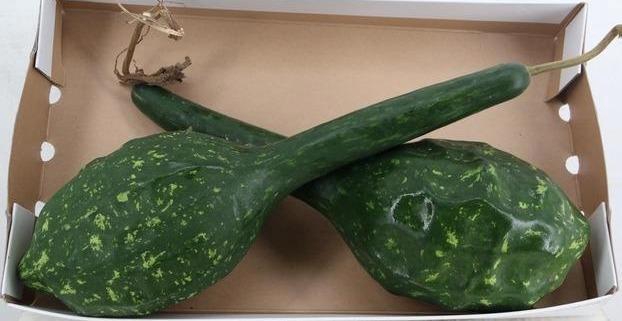 <h4>CUCURBITA OV</h4>