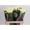 Dianthus St Apple Tea