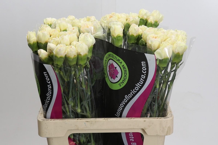 <h4>Dianthus St Apple Tea</h4>