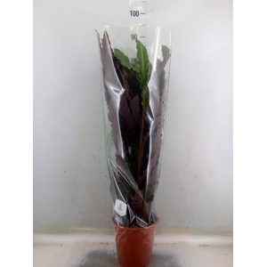Calathea rufibarba