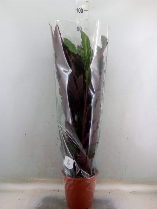 <h4>Calathea rufibarba</h4>