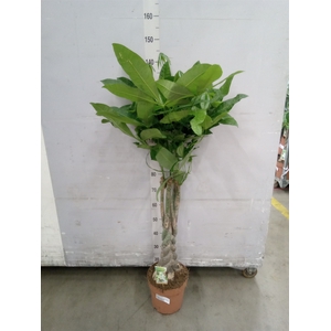 Pachira aquatica