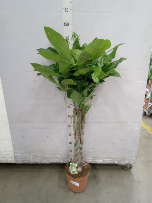 <h4>Pachira aquatica</h4>