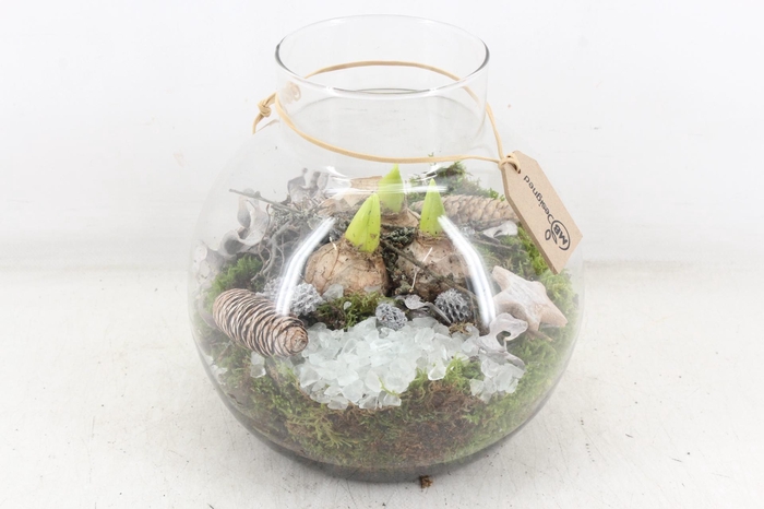 <h4>arr4 Hyacint MB - Glas bol nek 285/4</h4>