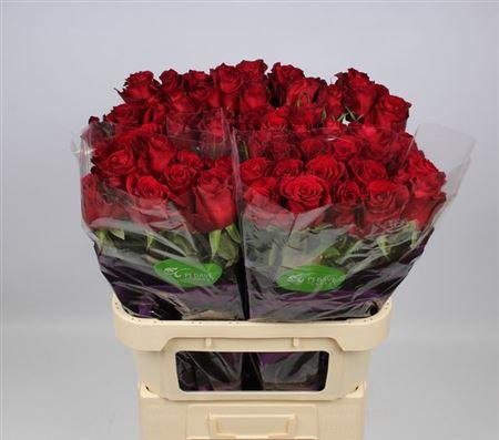 <h4>R Gr Ever Red</h4>