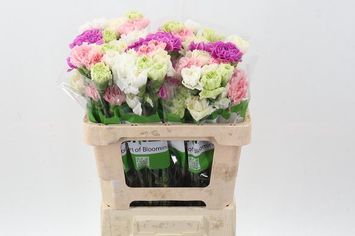 <h4>Di St Rainbow Pastel 50cm</h4>