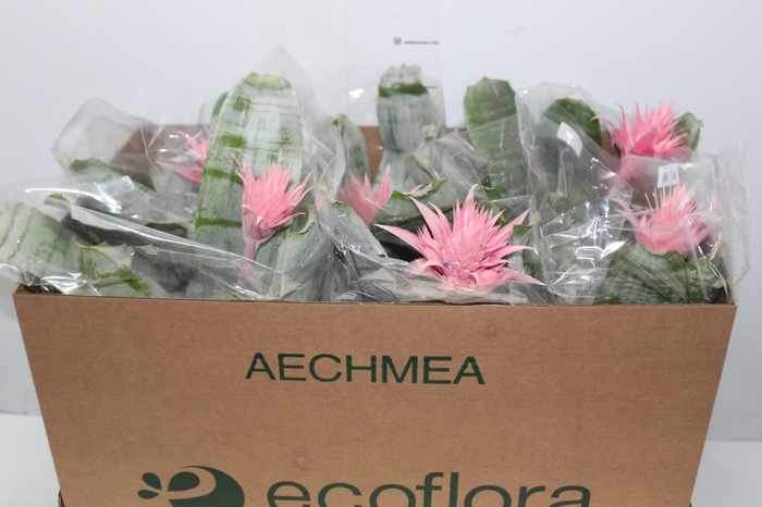 <h4>AECHMEA FASCIATA P17</h4>