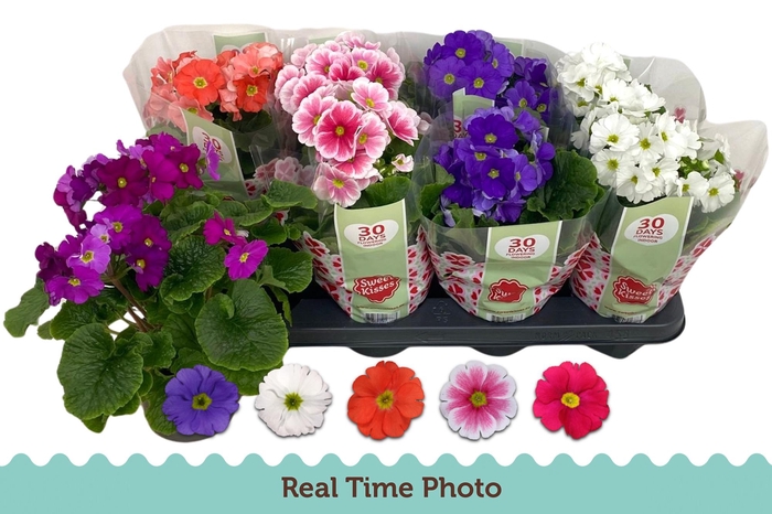 <h4>PRIM OB TM GEM</h4>