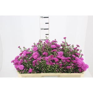 ASTER MARIANA 050 CM PINK