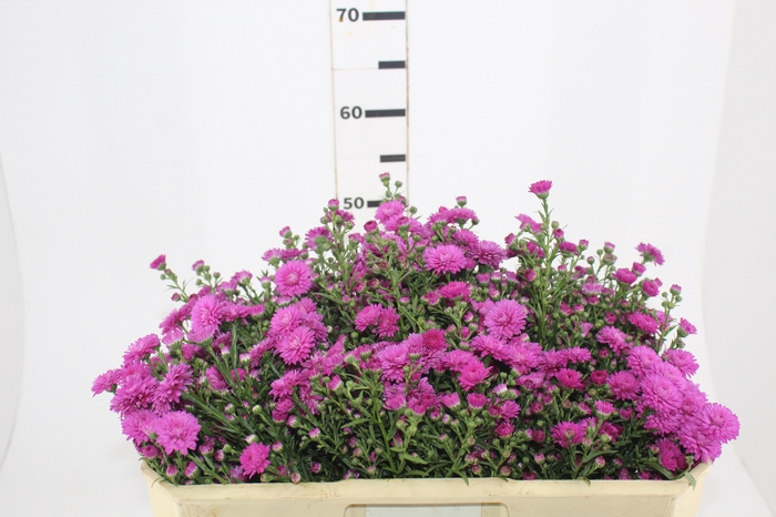 <h4>ASTER MARIANA 050 CM PINK</h4>