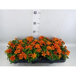 Bidens fer. 'Solaire Horizon'