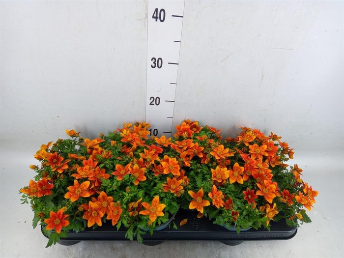 <h4>Bidens fer. 'Solaire Horizon'</h4>