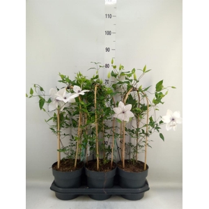 Clematis  'Garland'   ...