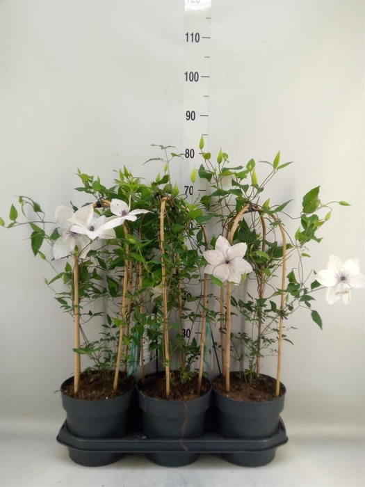 <h4>Clematis  'Garland'   ...</h4>