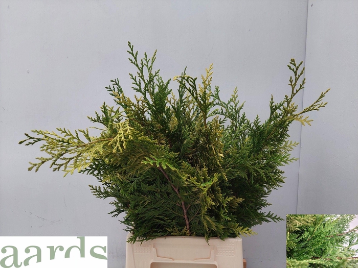 <h4>KERSTGROEN OV BS</h4>