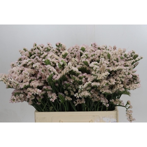 Limonium sinuatum Apricot Sun Birds