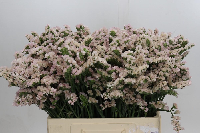 <h4>Limonium sinuatum Apricot Sun Birds</h4>