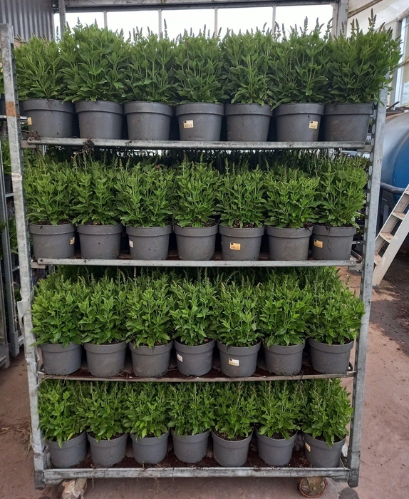 <h4>SALVIA NE OSTFRIESL</h4>