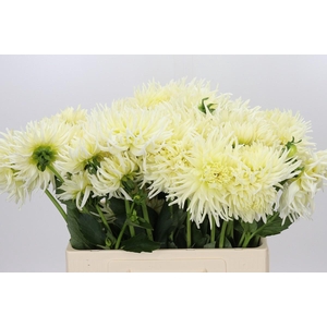 Dahlia Spider Wit