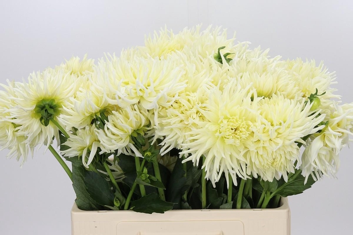 <h4>Dahlia Spider Wit</h4>