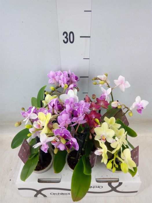 <h4>Phalaenopsis   ...mini</h4>