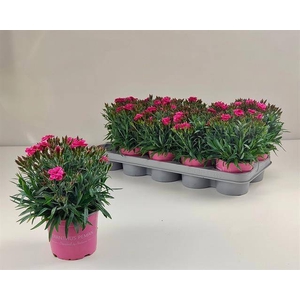 DIANTHUS PEMAN P12
