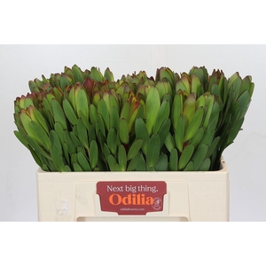 Leucadendron Goldstrike