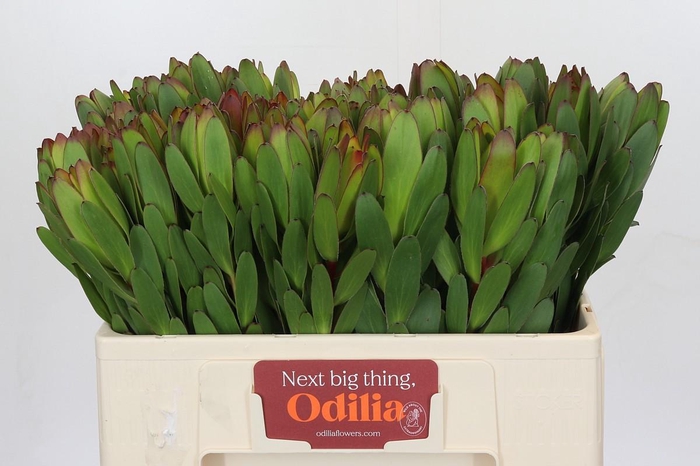 <h4>Leucadendron Goldstrike</h4>