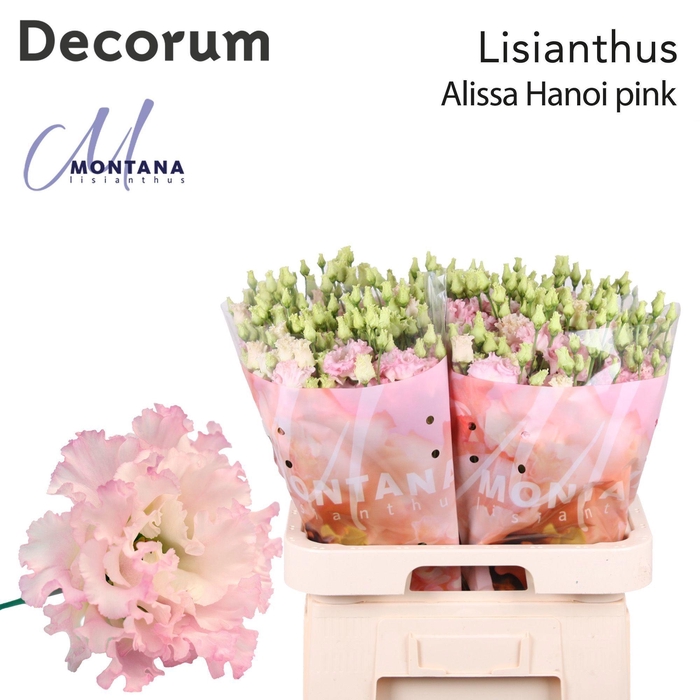 <h4>Lisianthus Alissa Hanoi pink 70cm</h4>