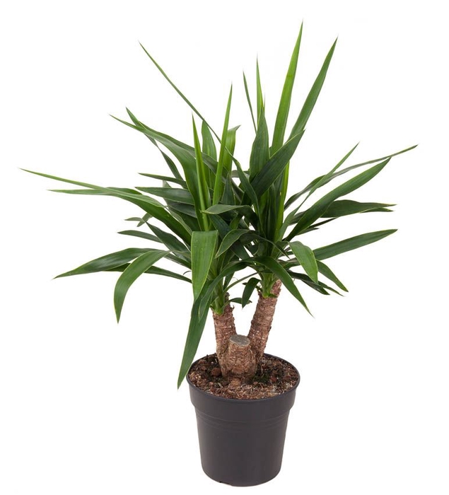 Yucca