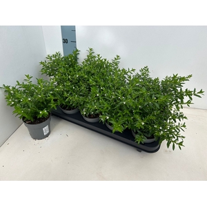 CUPH HYSSOPIFOLIA